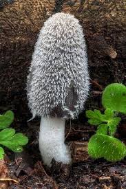 Image result for Coprinus lagopus