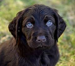 Image result for německý ohař dlouhosrstý