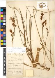 Image result for Bulbostylis schoenoides