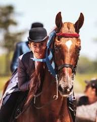 American... - American Saddlebred Horse & Breeders Association