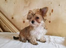 Check spelling or type a new query. Morkie Puppies For Sale In Mebane North Carolina Classified Americanlisted Com