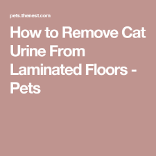 How To Remove Cat Urine From Laminated Floors Cat Urine Remover Cat Urine Smells Cat Urine