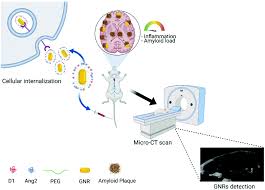 Saraiki song new saraiki song 2021 saraiki whatsapp status saraiki song 2021 afzal iqbal_651 In Vivo Micro Computed Tomography Detection And Decrease In Amyloid Load By Using Multifunctionalized Gold Nanorods A Neurotheranostic Platform For Biomaterials Science Rsc Publishing Doi 10 1039 D0bm01825b