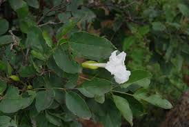 Image result for Dolichandrone alba