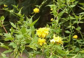 Check spelling or type a new query. What Is This Tall Spring Plant With Yellow Flowers Gardening Landscaping Stack Exchange