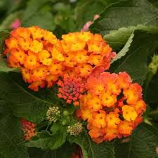 Pin On Flower Power