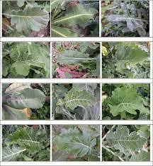 The genus brassica is known for its important agricultural and horticultural crops and also in. 3 Plant Morphological Diversity Of Brassica Wild Species Download Scientific Diagram