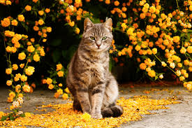 If you're one of the fortunate humans to have a green thumb, love to cook, and love fragrant plants, you might want to consider herbs and plants that. Herbs Plants That Are Poisonous To Cats