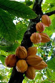 The cacao tree is a small tree originally grown in tropical south america. Theobroma Cacao Wikipedia