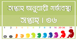 Pin On Pregnancy Week By Week In Bengali