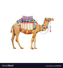 beautiful illustration with hand drawn watercolor african camels download a free preview or high quality adobe ill camels illustration camels art elephant art