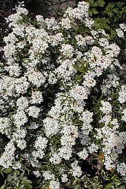 Ses rameaux sont très épineux et sa croissance lente. Oranger Du Mexique Ou Choisya Arbuste A Fleurs Blanche Parfumee Jardinerie Et Pepiniere A Bouc Bel Air Pepiniere Jeanselme