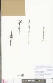 Image result for Striga bilabiata