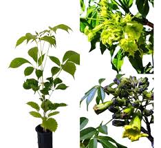 Image result for Cybistax antisyphilitica