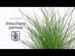 Growing Hairgrass By Seed? | The Planted Tank Forum