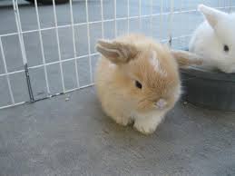 Holland Lop Rabbits Holland Lop S For Sale Cute Baby Bunnies Lop Bunnies Holland Lop Bunnies For Sale