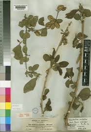 Image result for Combretum acutifolium