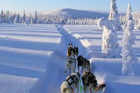 Denn nicht nur ihr werdet spass an diesem einzigartigen ausflug durch. Fins Tours Hundeschlitten