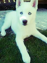 Stunning 11 Week Kc Reg Pure White Husky For Sale 525465e251ae2 Jpg 600 800 White Husky White Husky Puppy Husky