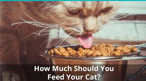 Food safety states that any food stored in the danger zone(room temperature falls in this danger zone) for more than 2 hours will drastically increase upon further research, i found that cats are very resistant to pathogens that are commonly found in food that has been sitting out at room temperature. How Much Should I Feed My Cat The Cat Feeding Guide