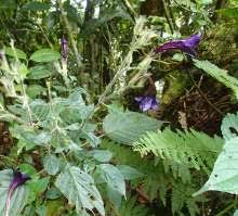 Image result for Strephonema mannii