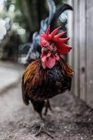 Rooster Animal Photography Chicken Pictures Animals Photography