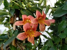 Image result for Bignonia capreolata