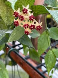 Image result for Ochna polyneura