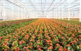Whether you're cabinet maker job is in miami or any other city, you're going to want to do a bit of research before hiring cabinet makers. Easy Watering For Pot Plants Viscon Group