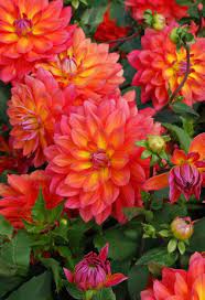 Maybe you would like to learn more about one of these? Floriferous Decorative Cottage Flowers Dahlia Orange Blooms Center Yellow Plants Dahlia Touch Blend Dahlia Flower Flower Garden Beautiful Flowers