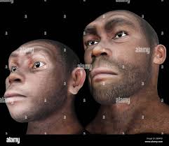Human evolution darwin hi-res stock photography and images