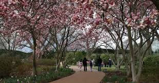 Best red crape myrtle tree with red flowers. 18 Flowering Trees For Missouri Progardentips
