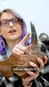 Gorgonopsids are not dinosaurs, despite their appearance. This is the first  thing Kelsie Abrams (@pinup_paleontologist), our fossil lab manager,  explained to me as she excitedly compared our gift shop ...