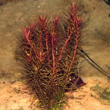 Image result for Rotala mexicana