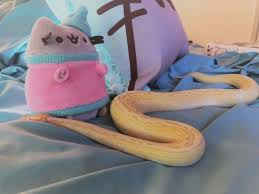 Pusheen Is Friend Not Food Cute Snake Ball Python Burmese Python