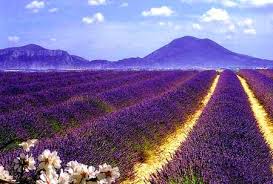 薰衣草  Photography 攝影特區