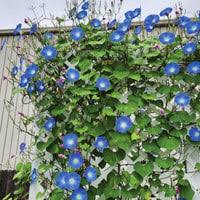 Image result for Ipomoea vernalis