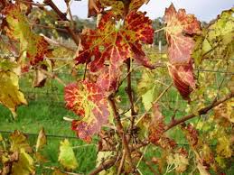 Image result for Grapevine leafroll virus