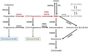 Dehydroepiandrosterone Dhea List Of Frontiers Open Access Articles