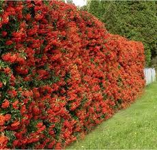 These bushes are large and can reach up to 10 feet tall and 6 feet wide. Pictures Of Best Bushes For Privacy Choosing The Best Plants For Hedges The Pyracantha Or The Scarlet Setos De Jardin Arbustos Perennes Arbustos