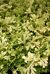Image result for Selaginella kivuensis