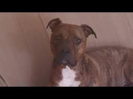They are quite muscular for their size, which can make them a handful on walks. Alimentazione Pitbull Recensione Testimonial Dogbauer Youtube