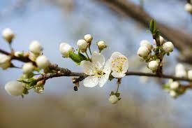 Der aktuelle blütenstand wird präsentiert vom wann ist die schönste zeit der apfelblüte im alten land? Apfelbaumblute Keine Blute Oder Frostschaden Plantura