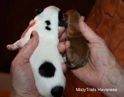 Do runts grow to normal size? A Premature Puppy Whelping And Raising Puppies