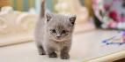 8 Insanely Adorable Munchkin Cat Breeds ( How to Care for ...