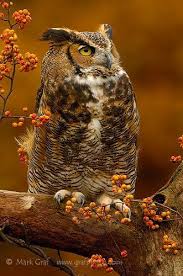 Grand Duc D Amerique Bubo Virginianus Great Horned Owl Avec Ses Aigrettes Et Son Corps Massif Le Grand Duc D Amerique Guzel Kuslar Yirtici Kuslar Hayvanlar