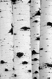 Black And White Aspen Tree Pictures Aspen Trees Tree Photography Black And White White Photography