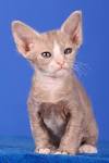 LaPerm Cat Breed Information, Pictures, Characteristics ...