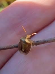 Image result for Triumfetta welwitschii