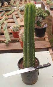 In this video, i share with you you my extremely simple soil recipe for growing the san pedro cactus (trichocereus pachanoi). 240 House Plants Ideas Plants Outdoor Gardens House Plants
